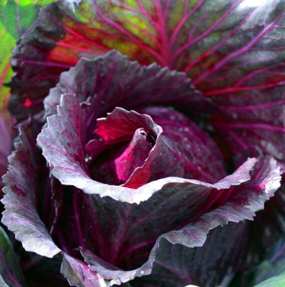 Cabbage Red - Per lb
